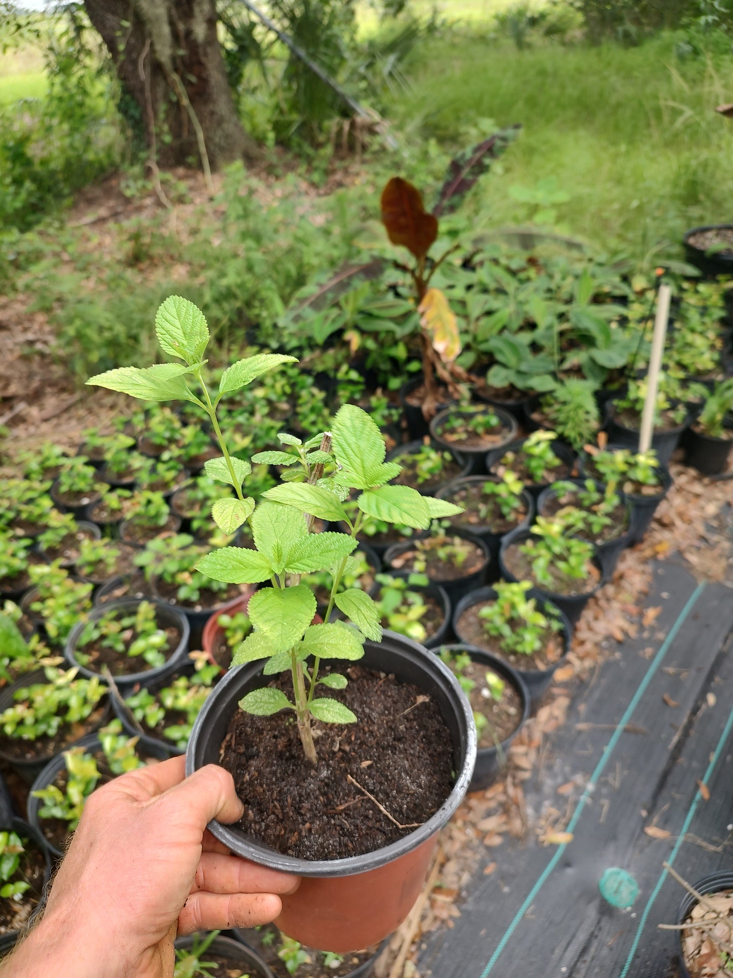 Lemon verbena(Tropical lemon balm)