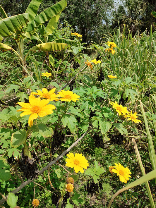 Mexican sunflower cuttings (fast growing mulch, animal feed, pollinators)