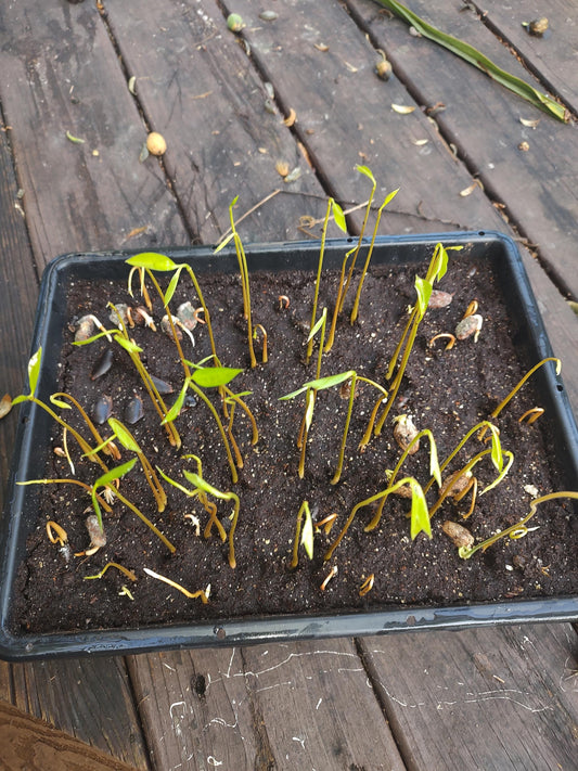 Sour sop seeds (Guanabana)