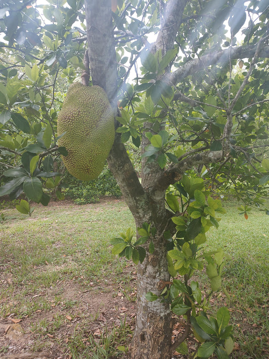 Jack fruit tree(1 gallon pot)