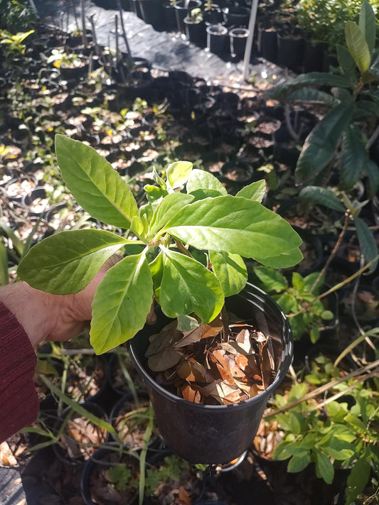 longevity spinach (1 gal pot)