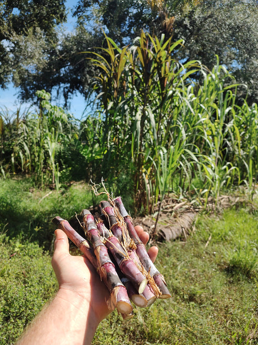 Red Napier grass cuttings (fast growing mulch or animal feed)