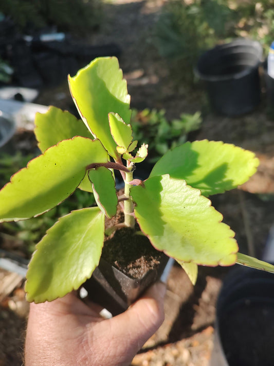leaf of life