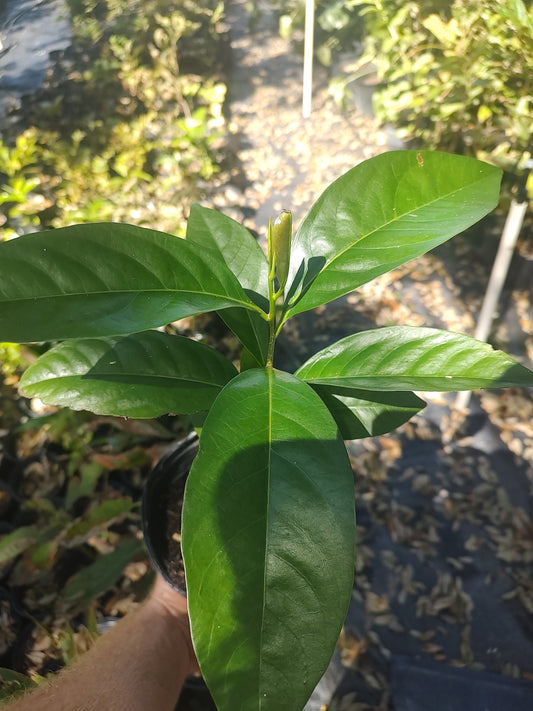 Black sapote seedling(chocolate pudding fruit)