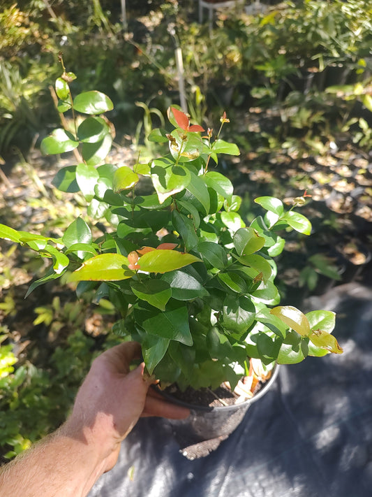 Red Surinam cherry community pot(5+ seedlings per pot)