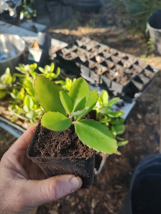 leaf of life