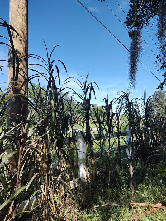Red Napier grass cuttings (fast growing mulch or animal feed)
