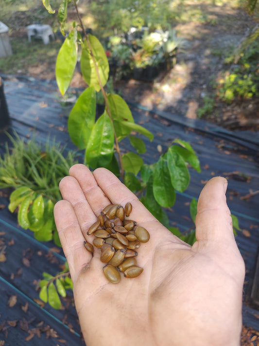 Sour sop seeds (Guanabana)