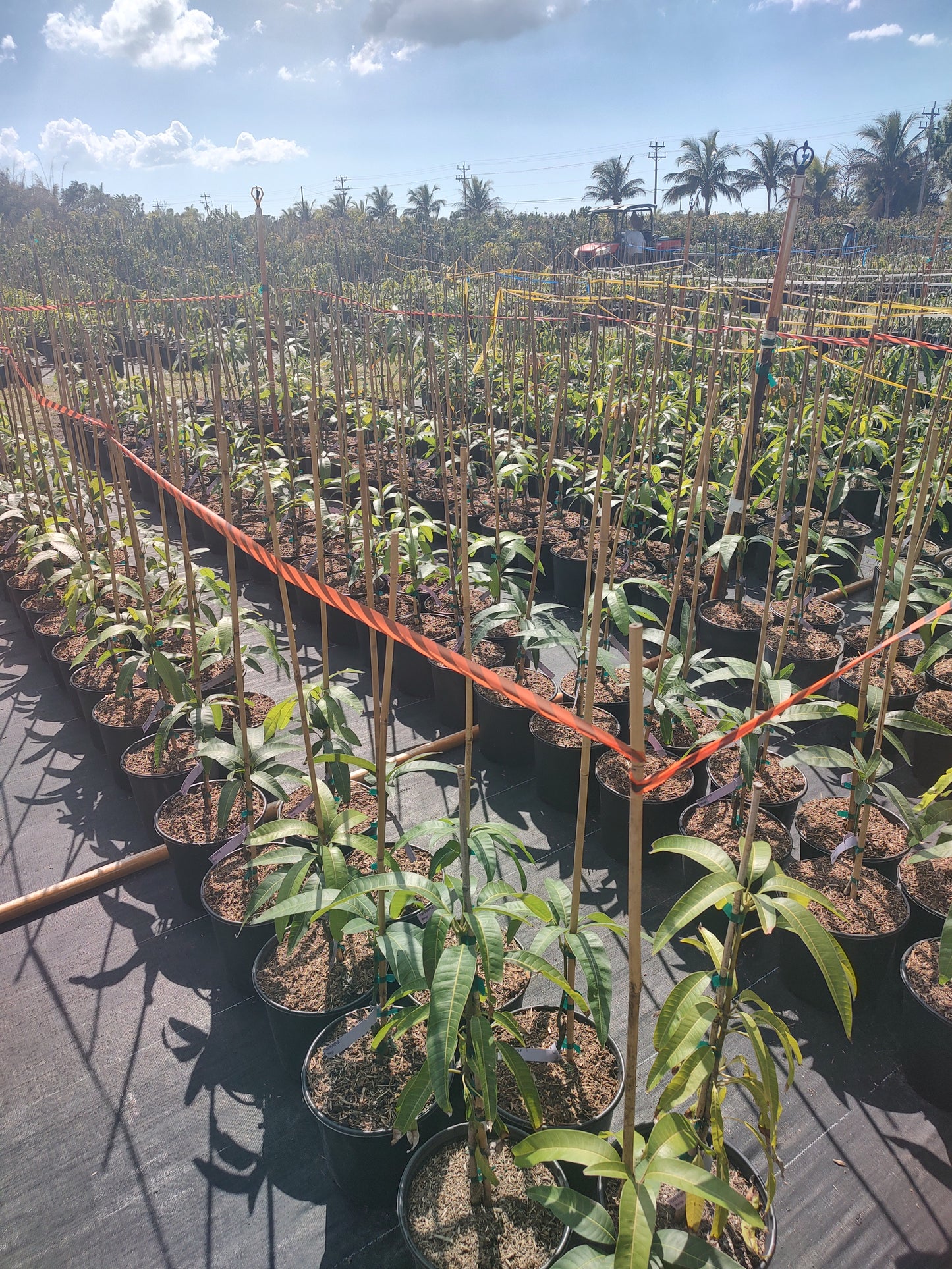 7 gallon fruit tree