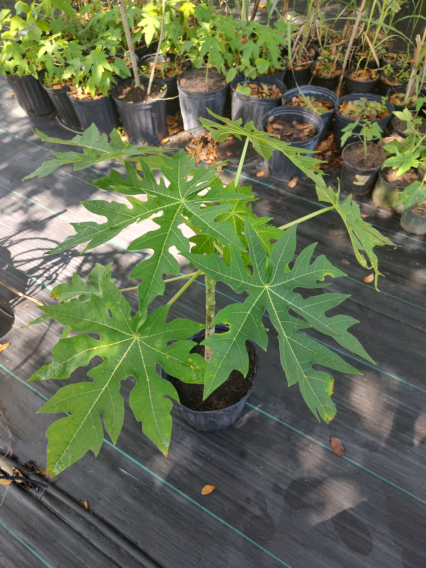 3 gallon fruit tree