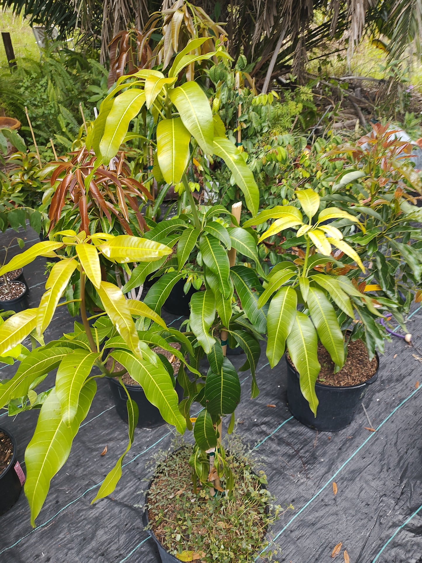 7 gallon fruit tree