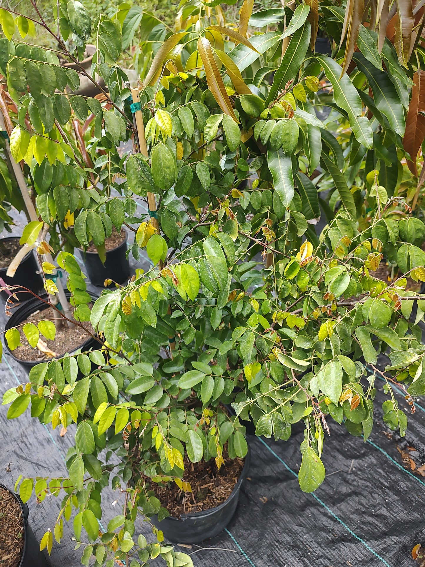 7 gallon fruit tree