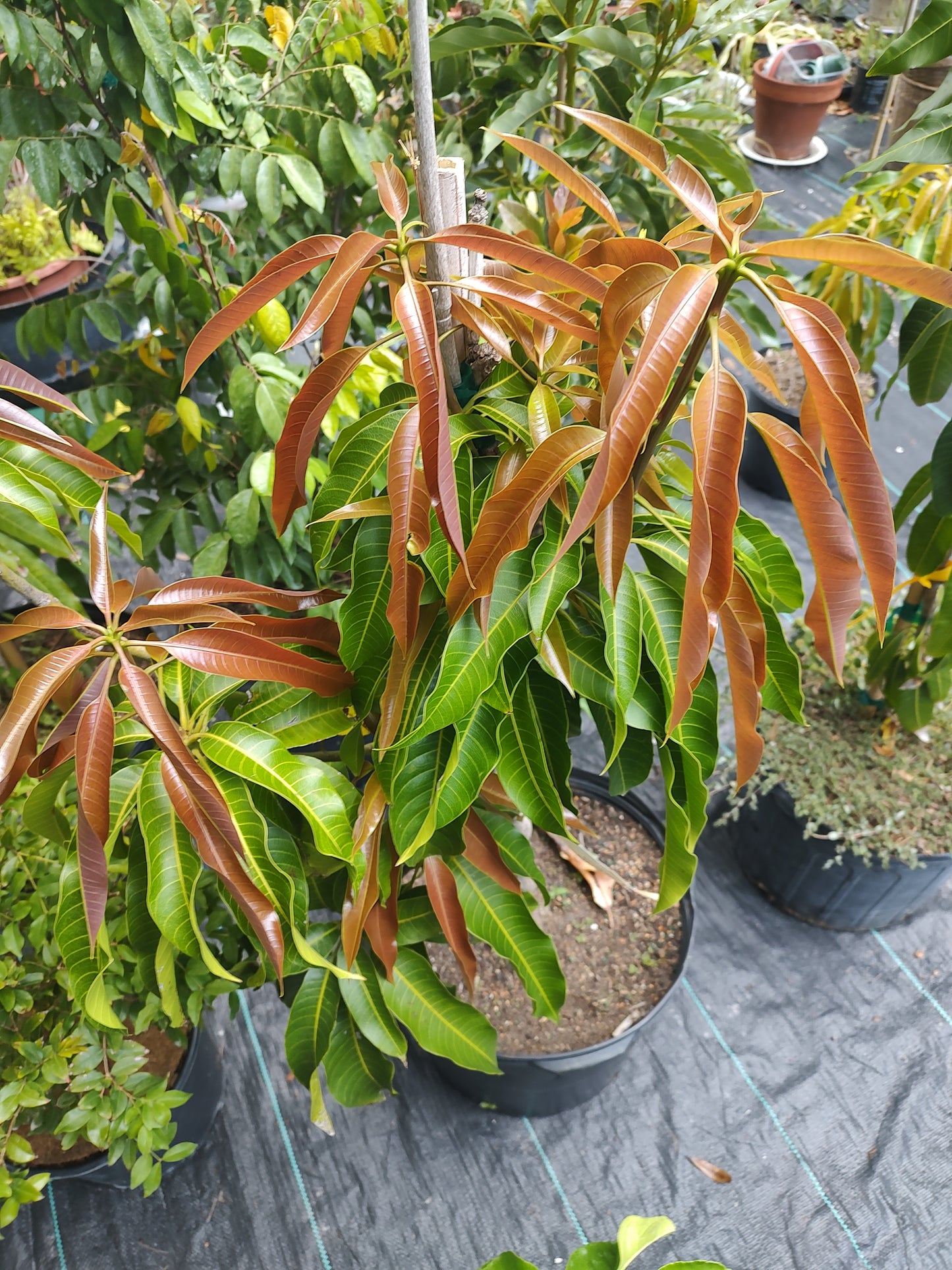 7 gallon fruit tree