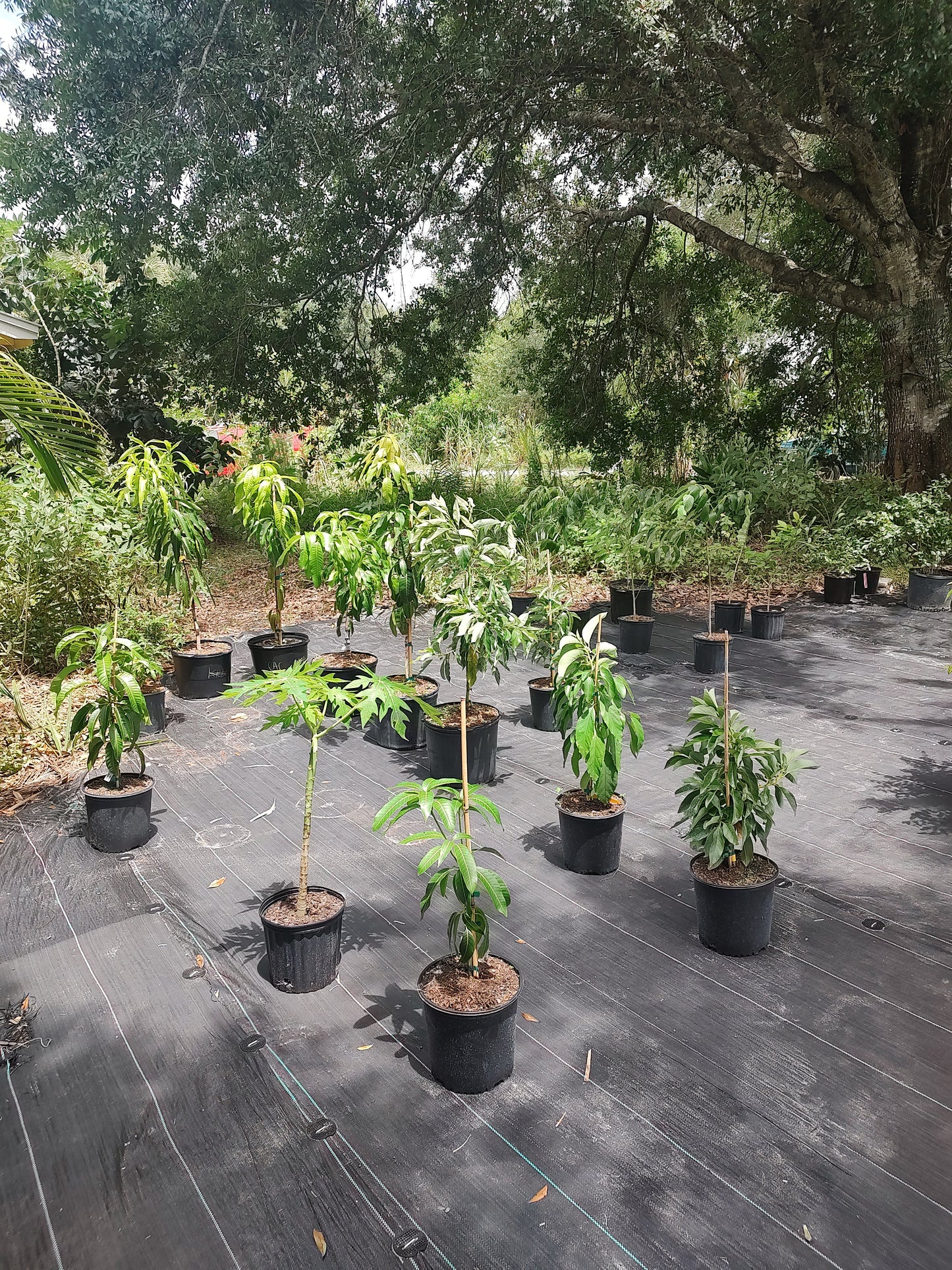 3 gallon fruit tree