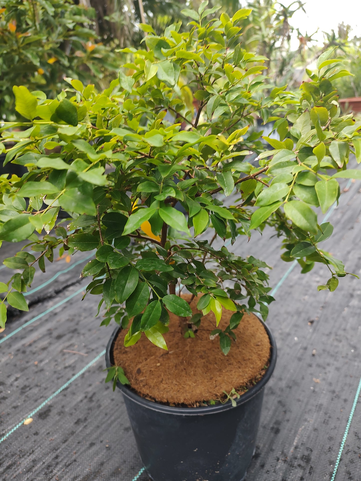3 gallon fruit tree