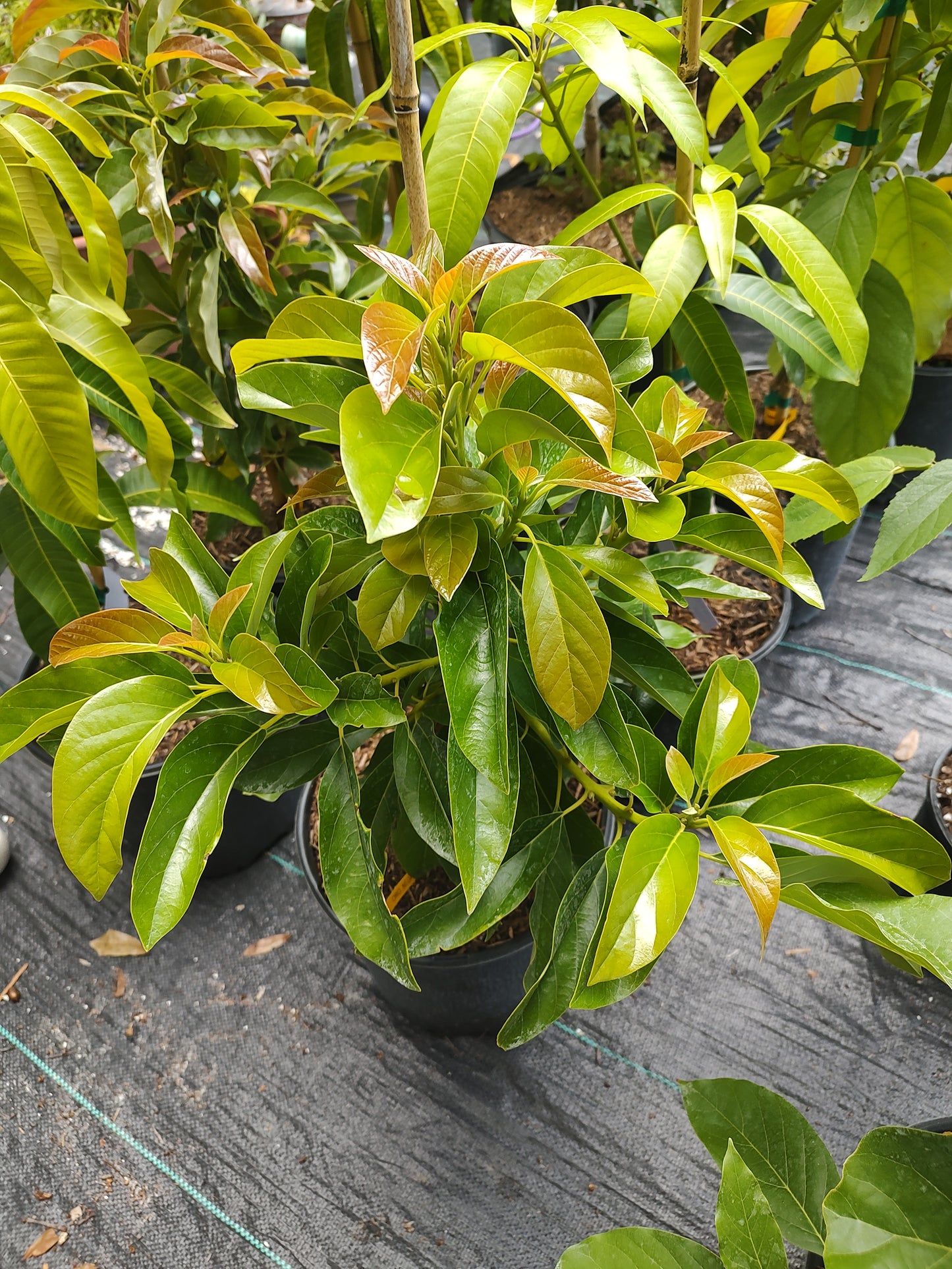 7 gallon fruit tree