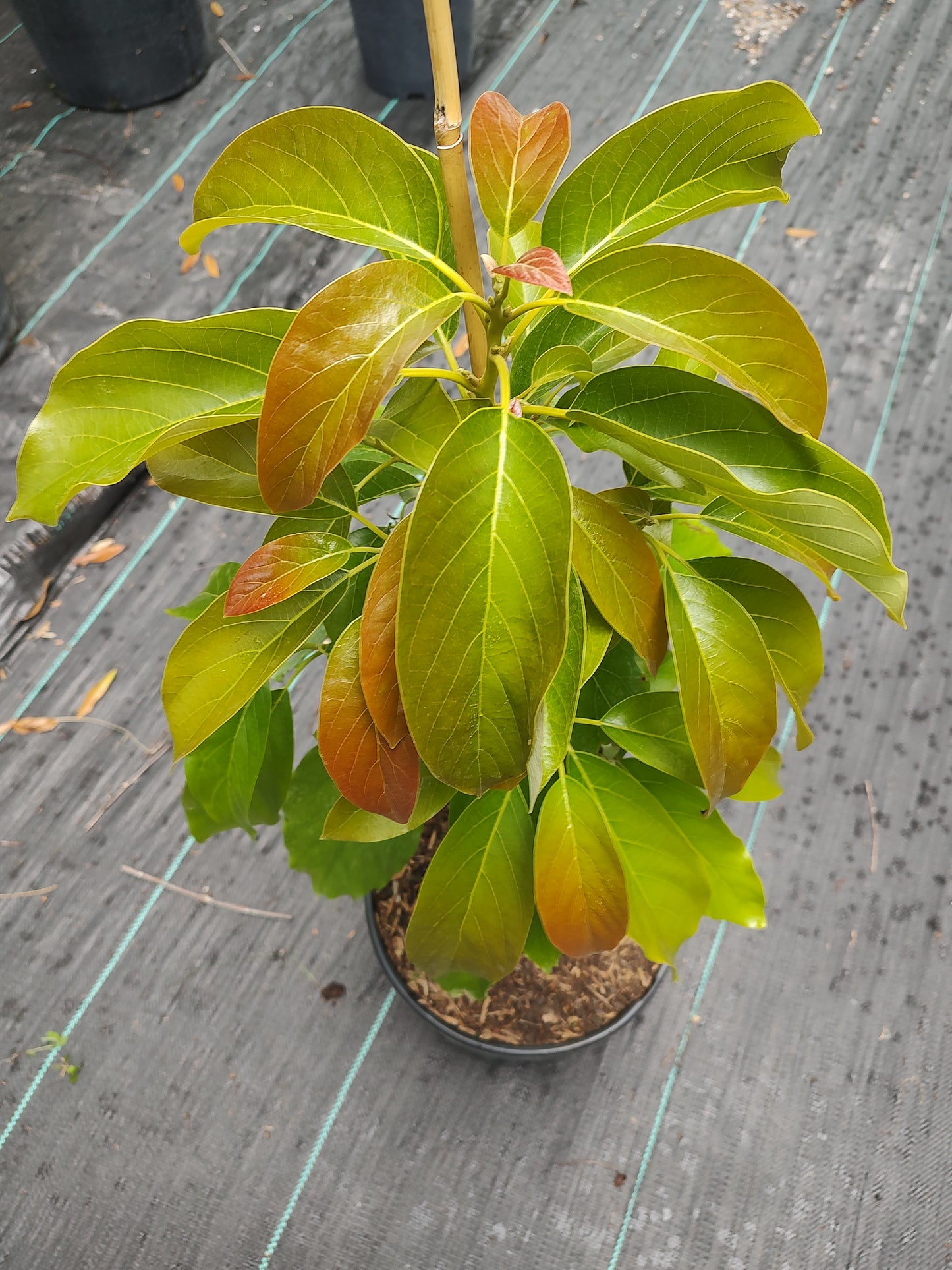 3 gallon fruit tree
