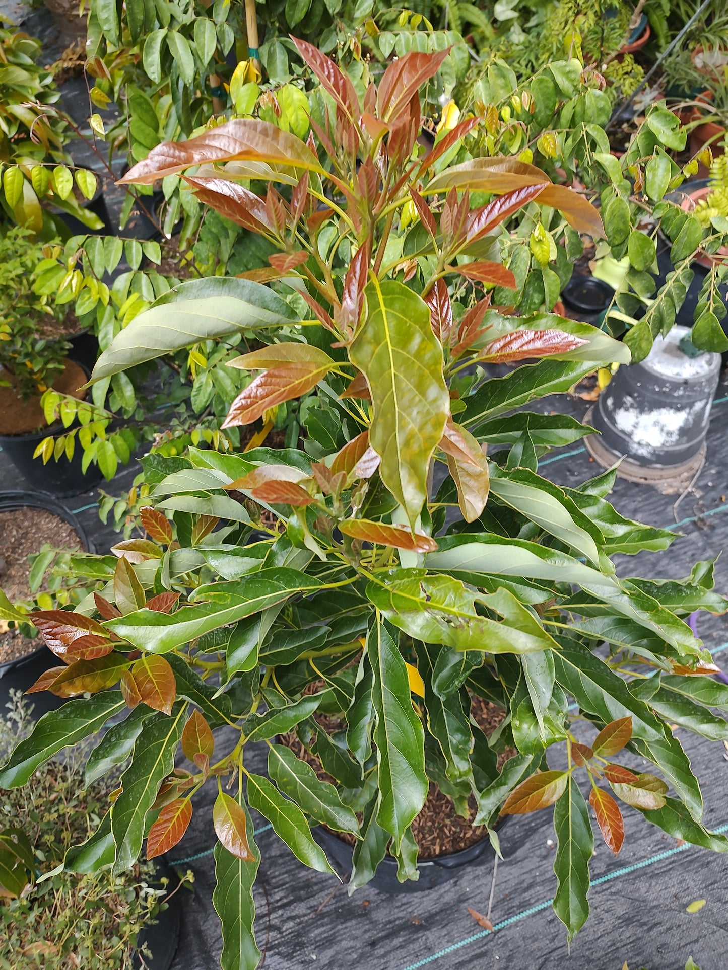 7 gallon fruit tree