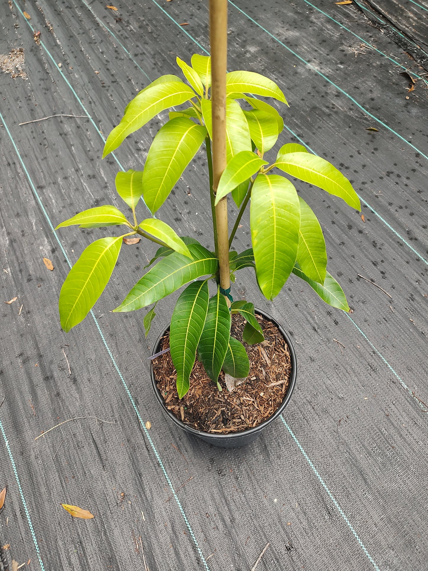 3 gallon fruit tree